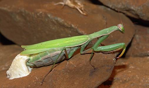 Mantis religiosa Oothek