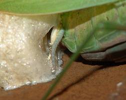 Mantis religiosa Oothek