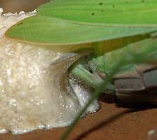 Mantis religiosa Oothek