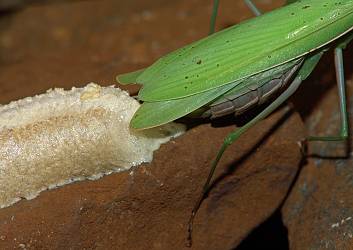 Mantis religiosa Oothek