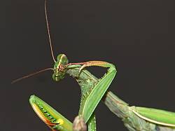 Mantis religiosa Weibchen