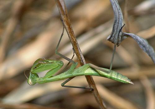 Mantis religiosa L2