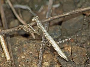 Mantis religiosa L2