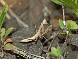 Mantis religiosa L2