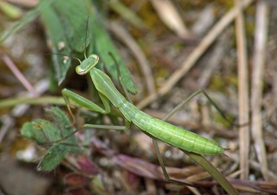 Mantis religiosa L3