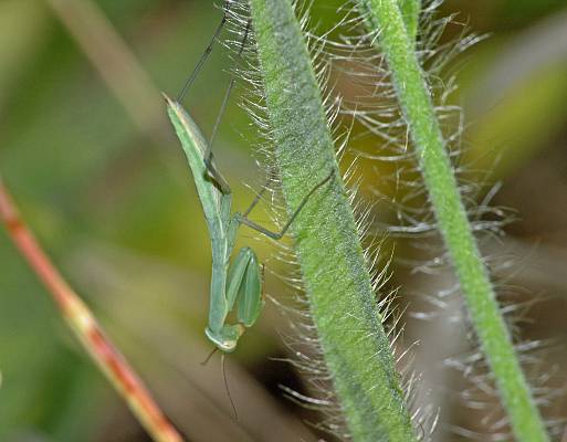 Mantis religiosa L3