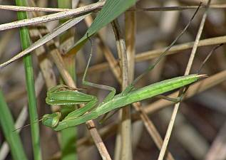 Mantis religiosa L4