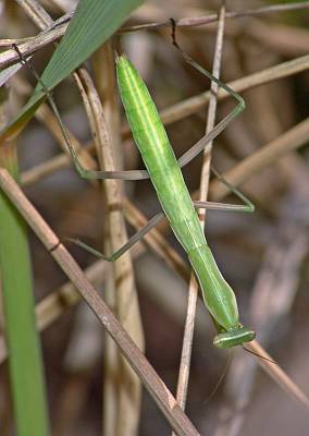 Mantis religiosa L4