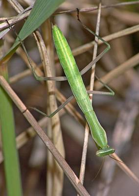 Mantis religiosa L4