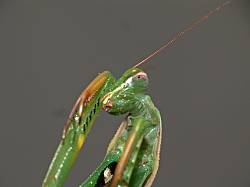 Mantis religiosa Weibchen