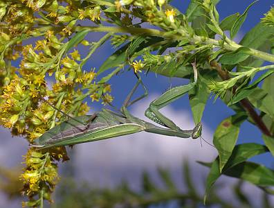 Mantis religiosa Weibchen