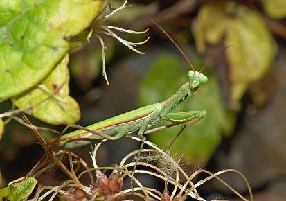 Mantis religiosa Mnnchen