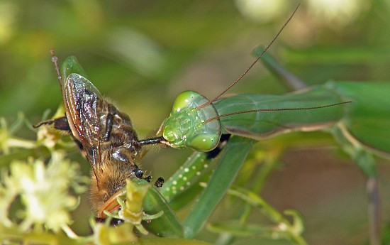 Mantis religiosa Fressen