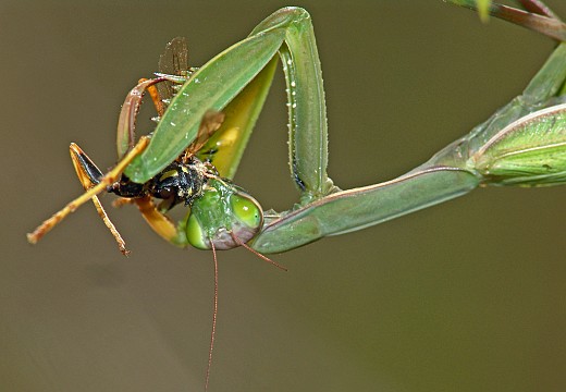 Mantis religiosa Fressen