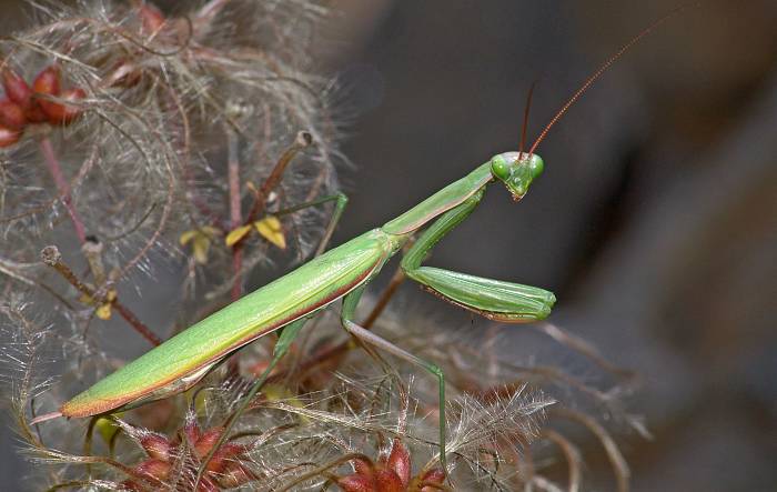 Mantis religiosa Männchen