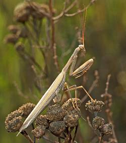 Mantis religiosa Mnnchen