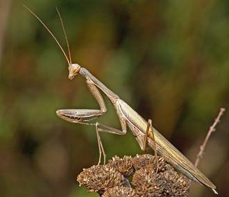 Mantis religiosa Mnnchen