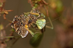 Mantis religiosa Fressen