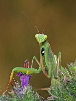 Mantis religiosa Weibchen