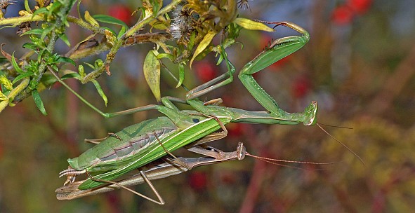 Mantis religiosa Kopula