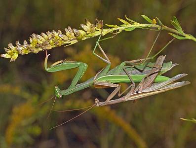 Mantis religiosa Paarung