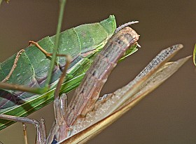 Mantis religiosa Kopula