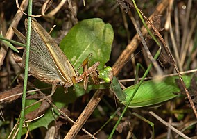 Mantis religiosa Fressen