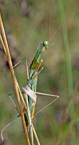 Mantis religiosa Mnnchen