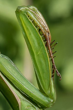 Mantis religiosa Fangarm