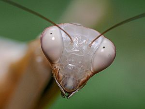 Mantis religiosa Männchen
