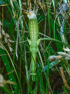 Mantis religiosa Häutung