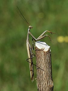 Mantis religiosa Männchen