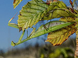 Mantis religiosa Weibchen