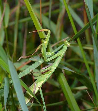 Mantis religiosa L7 in Sachsen