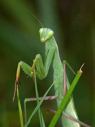 Mantis religiosa L7 in Sachsen