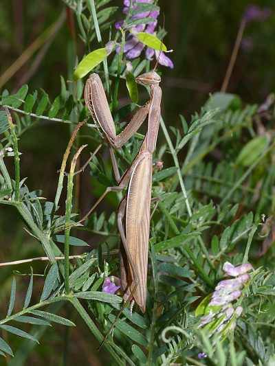 Mantis religiosa Weibchen in Sachsen