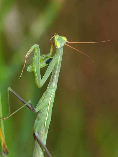 Mantis religiosa Mnnchen L6 in Sachsen