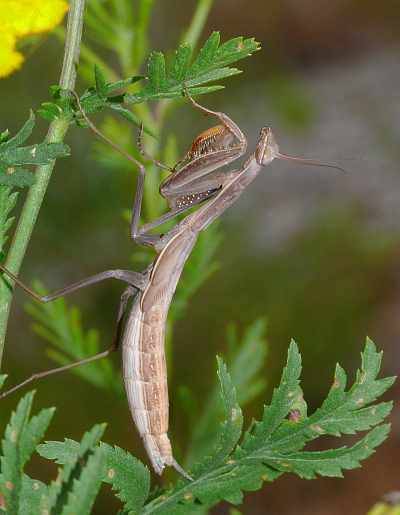 Mantis religiosa Weibchen L7 in Sachsen