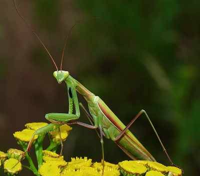 Mantis religiosa Mnnchen in Sachsen