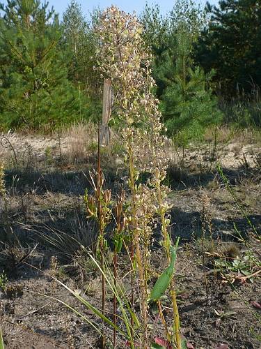 Mantis religiosa Habitat in Sachsen