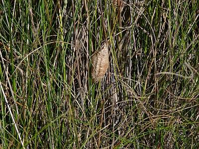 Mantis religiosa Oothek in Sachsen