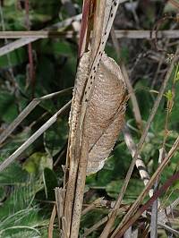 Mantis religiosa Ootheken in Sachsen