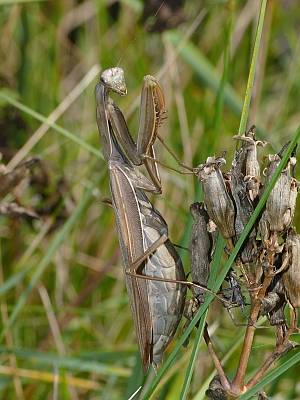 Mantis religiosa Weibchen in Sachsen