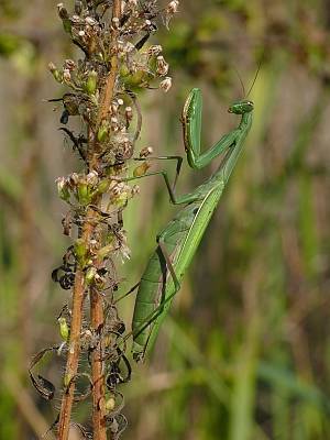 Mantis religiosa Weibchen in Sachsen