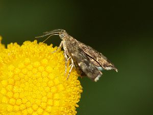 Anthophila fabriciana