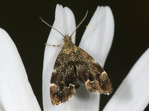 Anthophila fabriciana