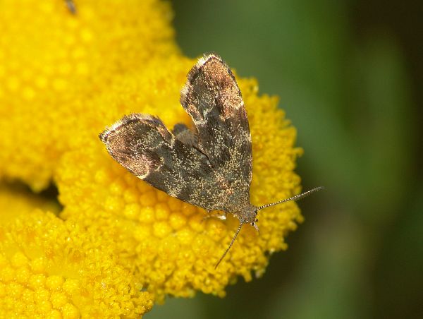 Anthophila fabriciana