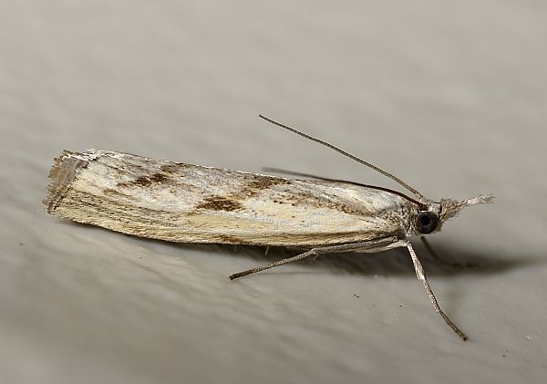 Agriphila geniculea