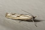 Agriphila geniculea