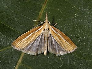 Agriphila tristella